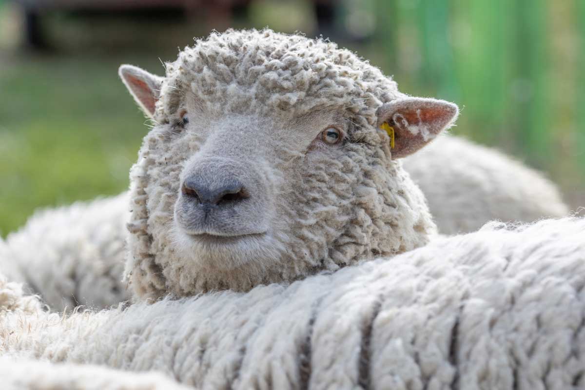 Schafe im Weingarten