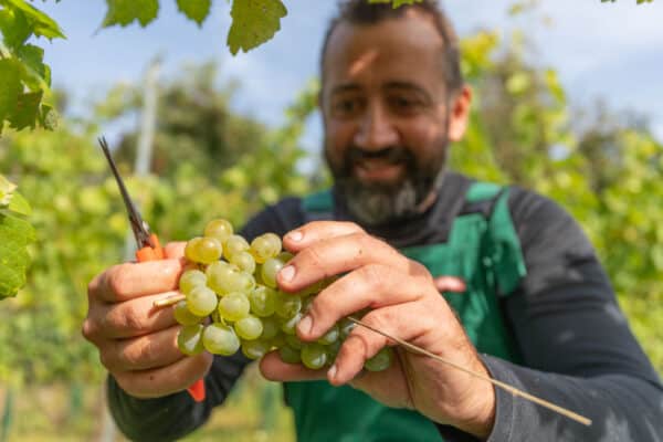 Weinlese in unserem Naturweingarten