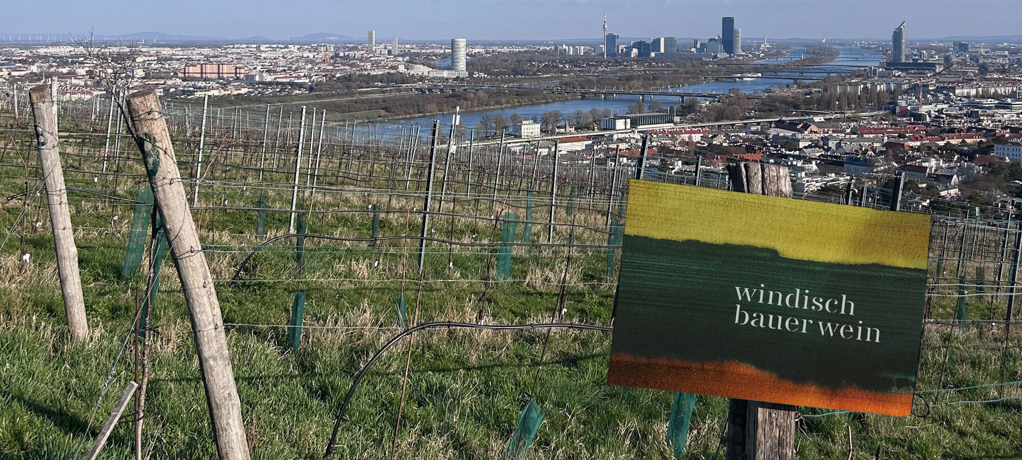 Weingarten mit Windischbauer-Schild